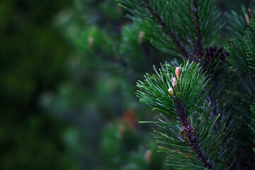 Pine branches close up. Natural background. Pine twigs in the forest.