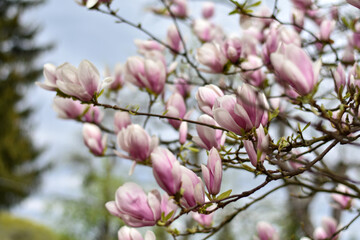 Magnolia tree blooming in spring. Floral, spring background. Pink flowers and buds of Magnilia soulangeana. Chinese Magnolia flowers blossoms on tree branches in the park. Easter concept.