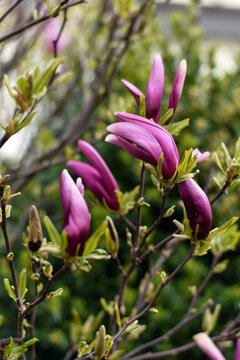 Magnolia tree blossom in springtime. Spring floral background. Warm April weather. Magnolia magenta blossom in the park. Springtime banner. Spring bright pink flowers.