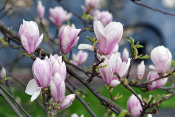 Magnolia tree flowers blossom in spring. Floral , spring background. Magnolia soulangeana, pink sping flowers.  © Katerina Popova