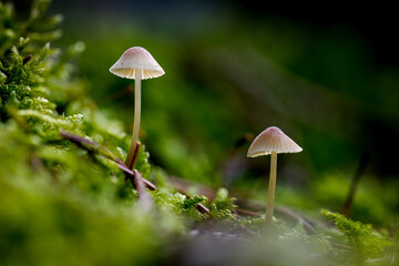 2 Helmlinge wachsen im Wald im Moos