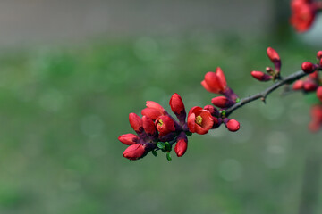 Obraz premium Quince tree in bloom on the blur background. Blossom of bright Japanese Quince in spring. Interesting nature concept for spring background design. Banner, wallpaper. Cydonia blooming.