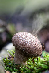 Ein St&auml;ubling im Wald gibt Sporen ab