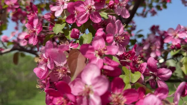 Spring blossom Malus Coccinella Courtarou Crab Apple tree.