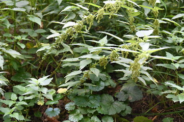 Des orties dans un bois