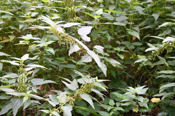 Des orties dans un bois