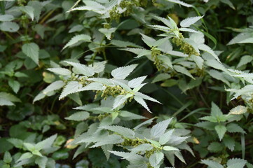 Des orties dans un bois
