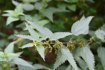 Des orties dans un bois