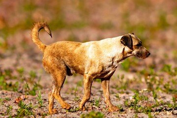 A dirty, stray stray dog, affectionately known as 