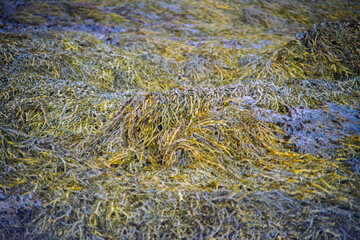 Seaweed texture on coastal shore at low tide