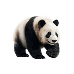 Fototapeta premium Adorable walking sitting panda bear sitting calmly with its soft black-and-white fur, facing forward on a clean white or transparent png background.