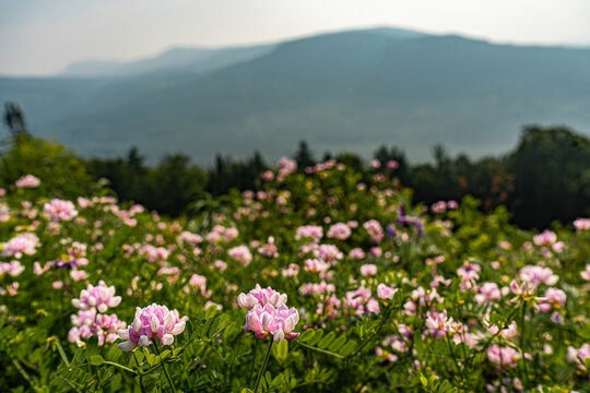 Pink Flowers in bloom near Rangeley, Maine