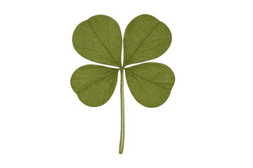 Four leaf clover representing good luck and fortune