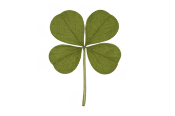 Four leaf clover representing good luck and fortune