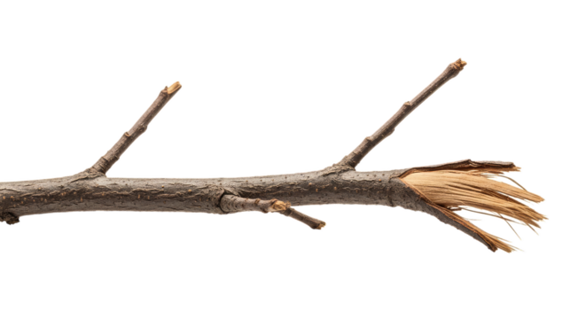 Broken tree branch