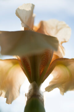 Close up Iris