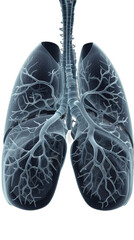 A detailed anatomical illustration of human lungs, showcasing the intricate network of bronchioles and alveoli