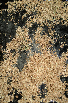 dried elderflowers for a tea