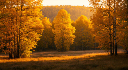 A dense autumn forest with golden sunlight streaming through the trees, creating a warm and serene atmosphere among the fallen leaves.