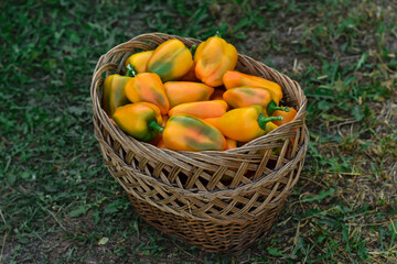 Yellow bell peppers in a wicker basket. Yellow paprika harvest in the farm. Food summer background, texture. Harvest inside a basket. Organic yellow peppers from garden.