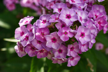 Bright pink Phlox in the garden. Phlox flowers background. Violet phloxes blooming in the summer garden.