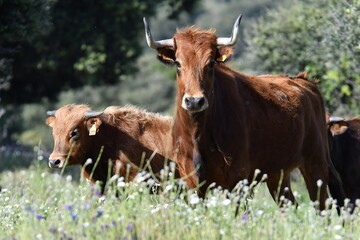 vaca brava en el campo
