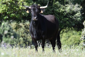 vaca brava en el campo
