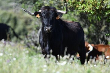 vaca brava en el campo