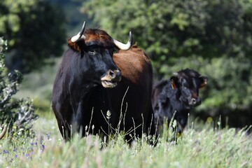 vaca brava en el campo
