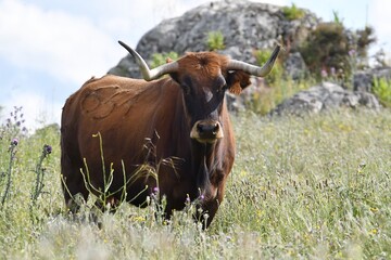 vaca brava en el campo