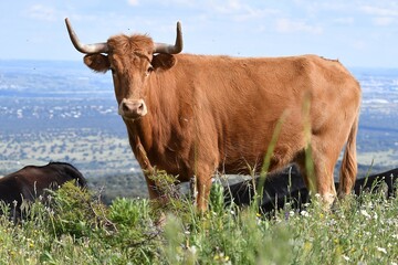 vaca brava en el campo