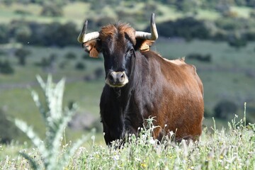 vaca brava en el campo