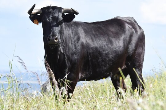 vaca brava en el campo