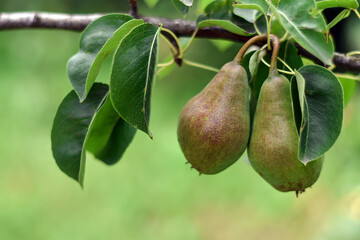 Pears on a branch. Green pears among the leaves. Selective focus. Ripe fruits in summer. Pears in the garden for harvest.
