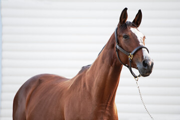  portrait of beautiful bay sportive horse against white stable wall. at evening