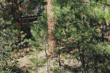 A nice Ponderosa Pine Tree in the woods of sunny Central Oregon.