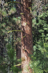 A nice Ponderosa Pine Tree in the woods of sunny Central Oregon.