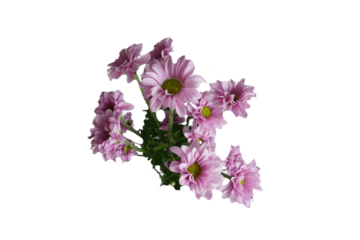 lilac flowers isolated object on white background