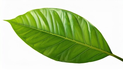 Obraz premium Green Leaves Plant Isolated