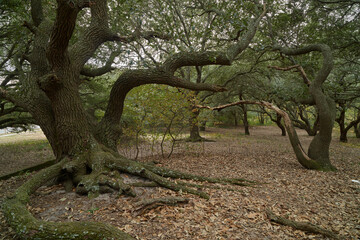 Sprawling Live Oak Trees by a Sandy Shoreline