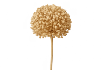 Dried allium flower head adding decorative accent