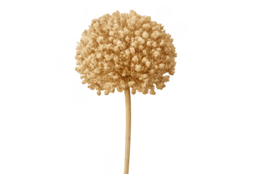 Dried allium flower head adding decorative accent