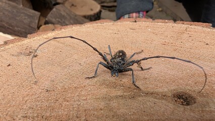 Sprawling antennae beetle adopts striking guard position on timber