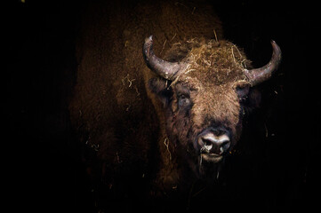Portret wielkiego żubra na czarnym tle © kubikactive