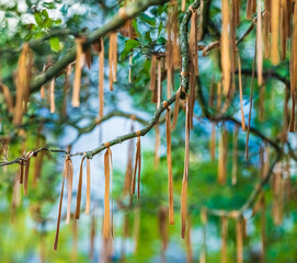 Tree branches adorned with orange ribbons under gentle daylight.