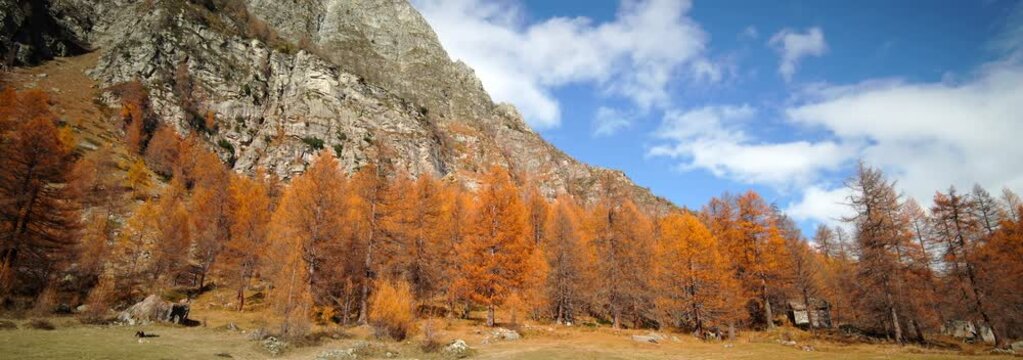 Anamorphic Lens - Fantastic foliage on Alpe Devero
