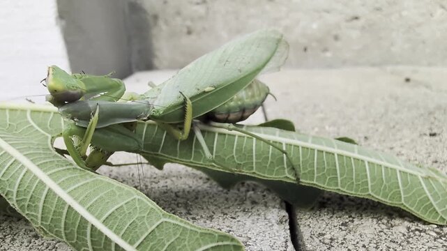 mantis courtship closeup, closeup of green mantis mating on leaf with detailed view of eyes and legs