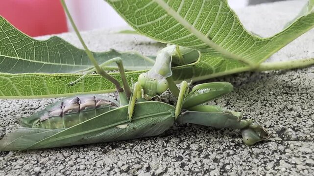 praying mantis feast, closeup of insect predatory act, mantis hunts prey amidst textured surface