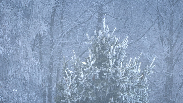 AERIAL, CLOSE UP: Spruce tree covered in white frost rises from a misty winter forest. Frozen needles catch soft light, creating a gentle contrast against trees shrouded in foggy and icy woodland.