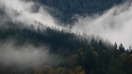 Mist sweeps around forest on hillside in fall creating patterns in the fir tree forest